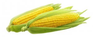 雷州玉米怎么种植
